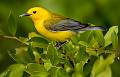 Kirms Photography Prothonotary Warbler-1